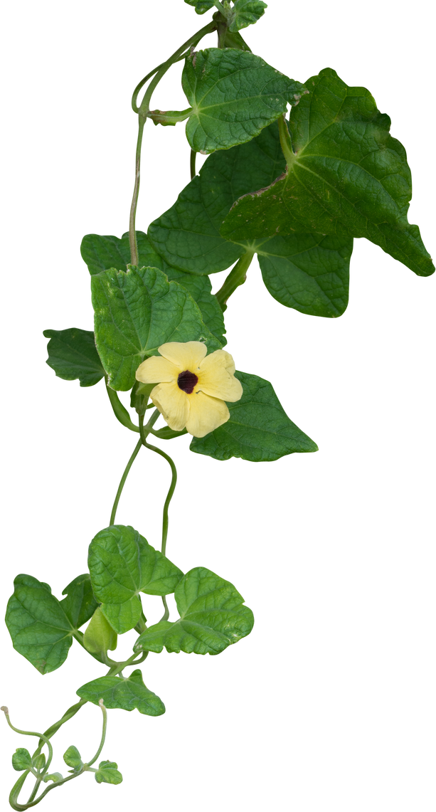 Vine Plant, Green Leaves