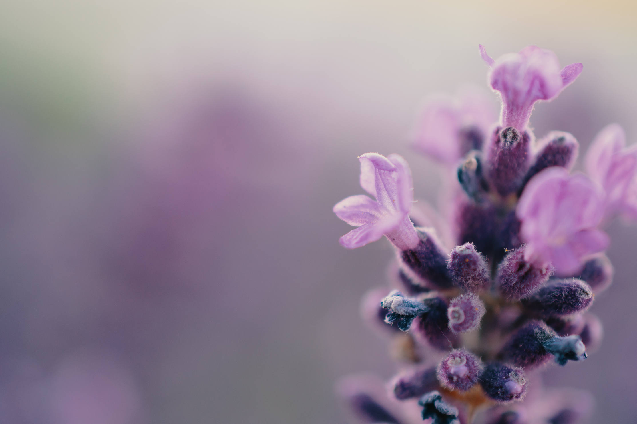 Purple Petaled Budding Flower