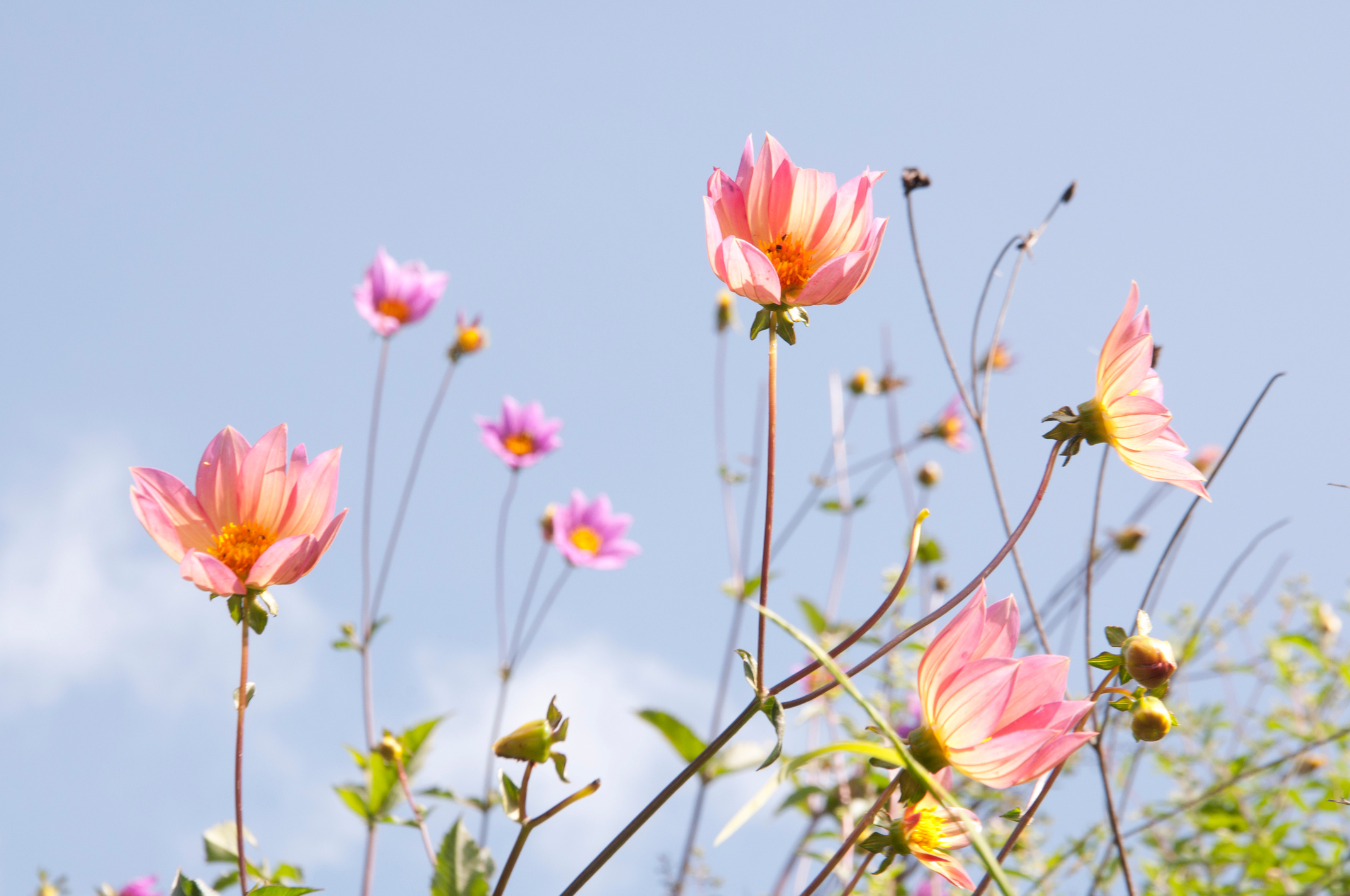 September flowers